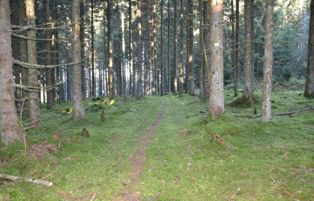 Living Timeless- Black Forest Style- Schoenwald Екстер'єр фото