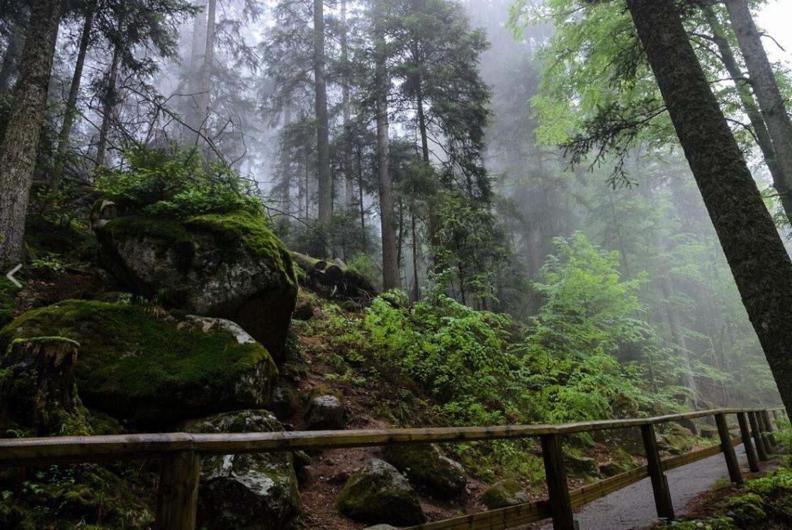 Living Timeless- Black Forest Style- Schoenwald Екстер'єр фото